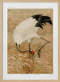 Sarus Crane In Rice Field