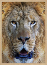 Majestic Lion Gaze Art Print UK — Portrait Warm Wall Art — Living Room — Wall It All Prints