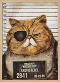 Funny Cat