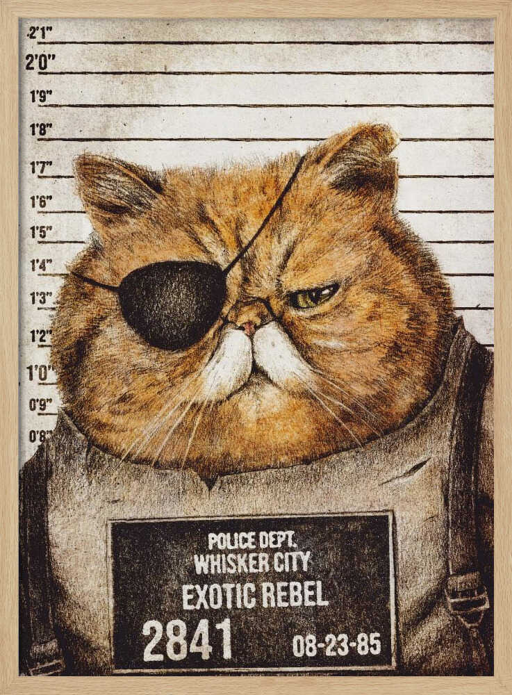 Funny Cat