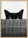 Peeking Cat Eyes