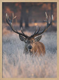Majestic Winter Stag
