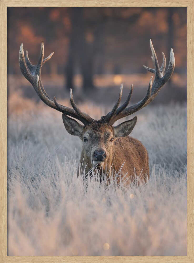 Majestic Winter Stag Art Print UK — Portrait Calm Wall Art — Bedroom — Wall It All Prints