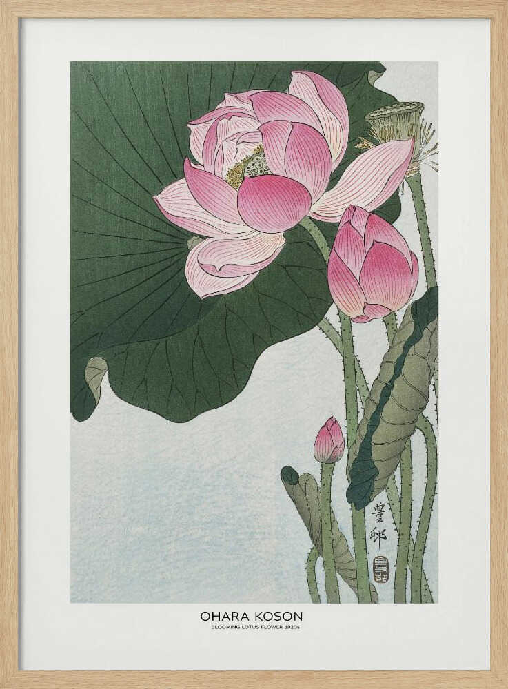 Blooming Lotus Flowers