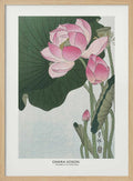 Blooming Lotus Flowers