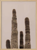 Tall Saguaro Cacti