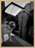 Pug's Funny Moment