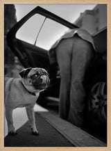 Pug's Funny Moment