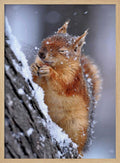 Happy Winter Squirrel