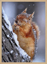 Happy Winter Squirrel