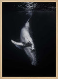 Whale In The Deep