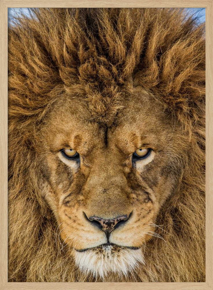 Intense Lion Gaze Art Print UK — Portrait Warm Wall Art — Living Room — Wall It All Prints