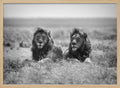 Two Majestic Lions