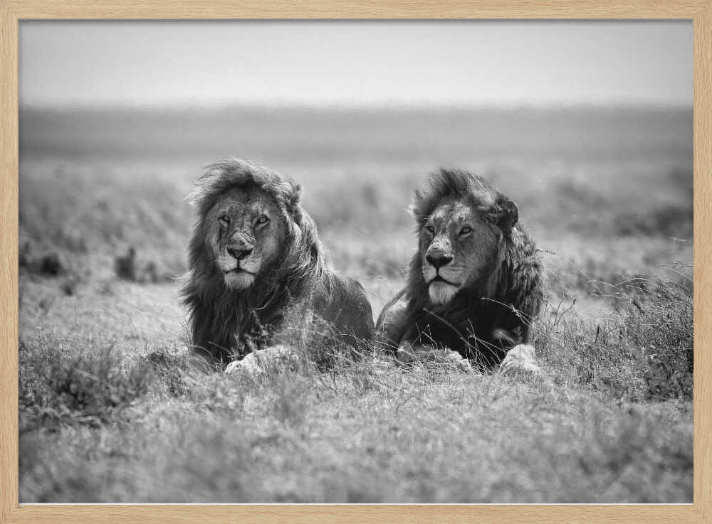 Two Majestic Lions Art Print UK — Animal Dark Wall Art — Living Room — Wall It All Prints