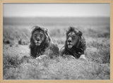 Two Majestic Lions