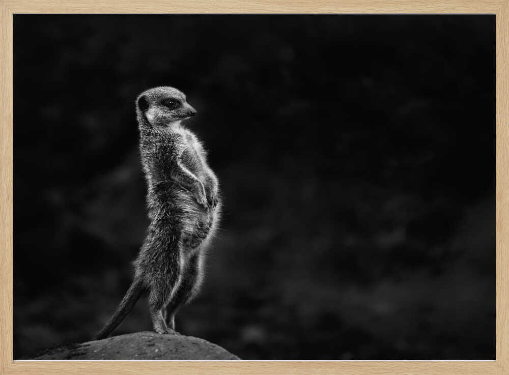 Watchful Meerkat Standing Art Print UK — Dark Moody Dark Wall Art — Living Room — Wall It All Prints