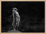 Watchful Meerkat Standing