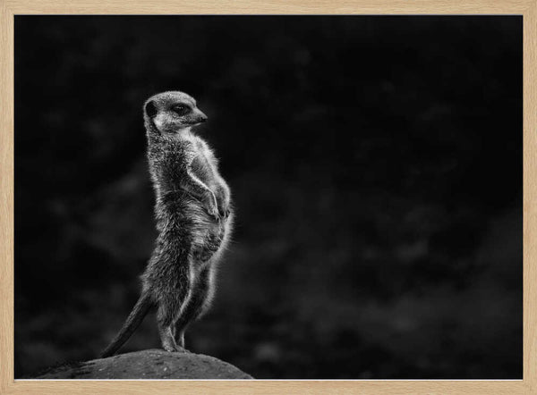 Watchful Meerkat Standing Art Print UK — Dark Moody Dark Wall Art — Living Room — Wall It All Prints