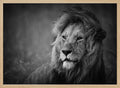 Majestic Lion Portrait