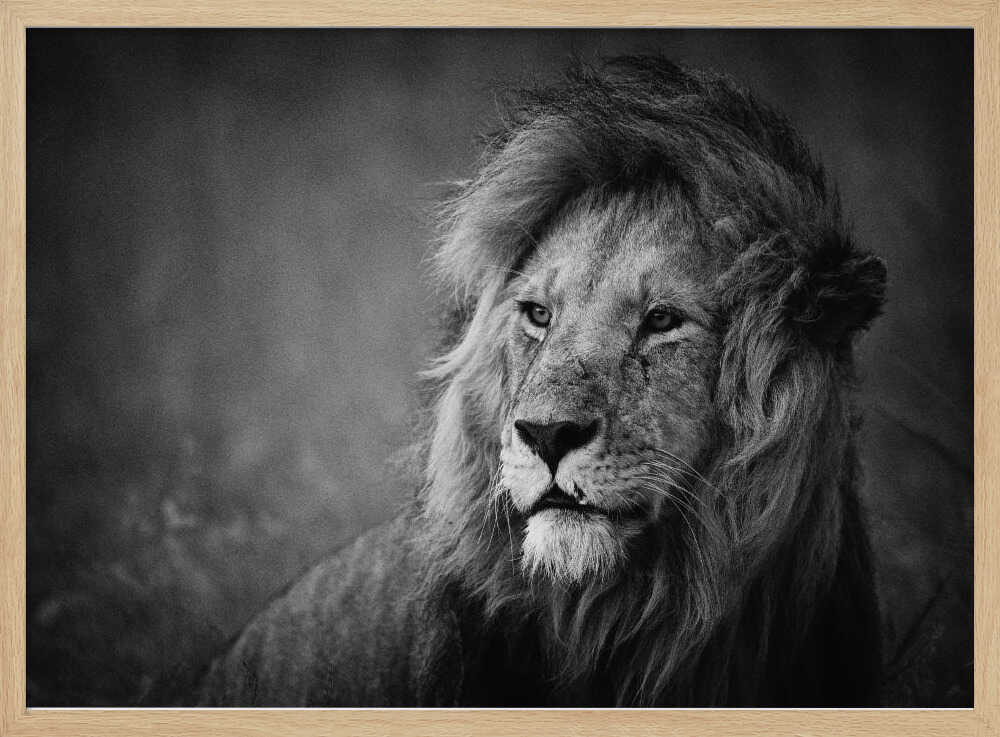 Majestic Lion Portrait Art Print UK — Dark Moody Calm Wall Art — Living Room — Wall It All Prints