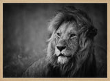 Majestic Lion Portrait