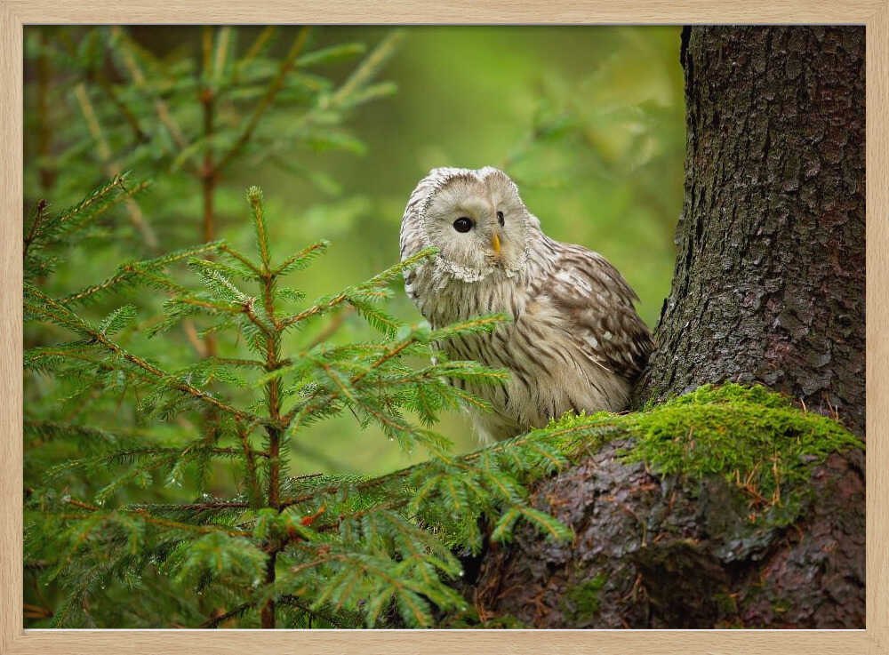 Watchful Forest Owl Art Print UK — Landscape Calm Wall Art — Bedroom — Wall It All Prints