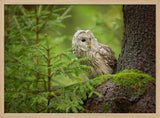 Watchful Forest Owl