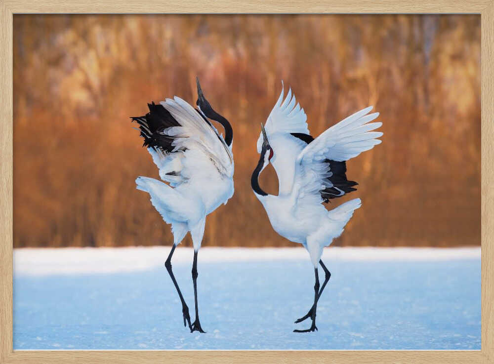 Dancing Red-crowned Cranes Art Print UK — Japanese Calm Wall Art — Living Room — Wall It All Prints