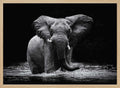 Majestic Elephant In Water
