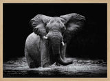 Majestic Elephant In Water