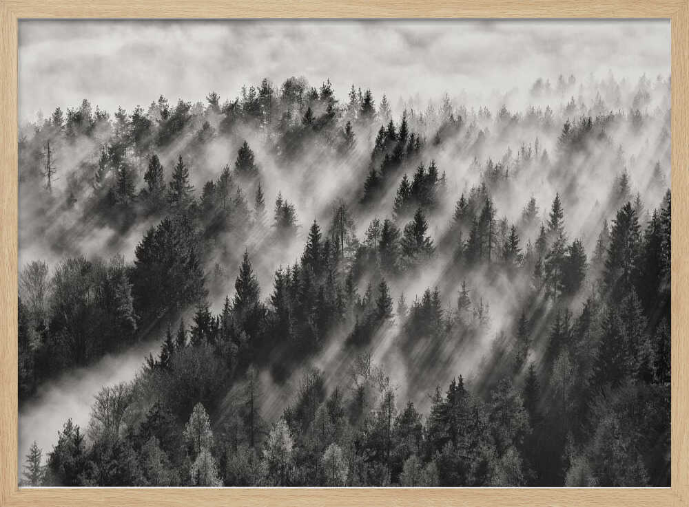 Misty Forest Light Rays Art Print UK — Dark Moody Calm Wall Art — Living Room — Wall It All Prints