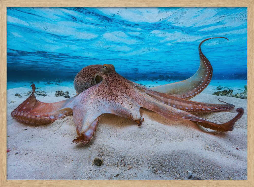 Gentle Octopus Underwater Art Print UK — Landscape Calm Wall Art — Bedroom — Wall It All Prints