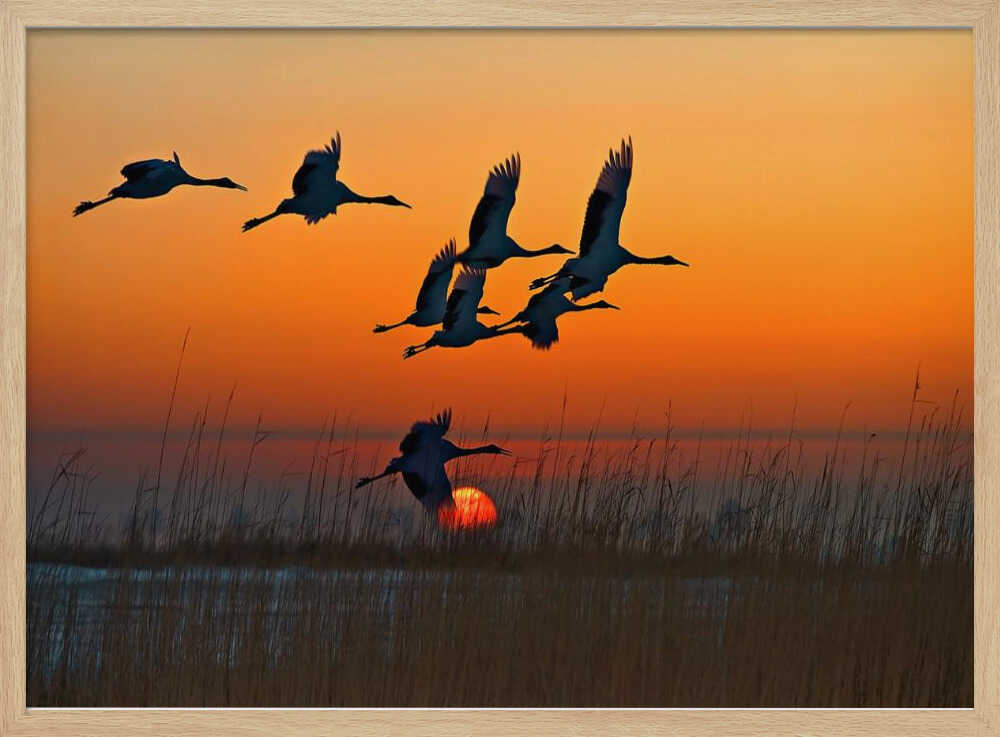 Cranes Flying at Sunset Art Print UK — Dark Moody Calm Wall Art — Living Room — Wall It All Prints
