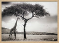 Savanna Giants Under Tree