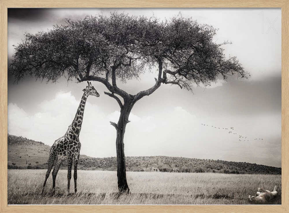 Savanna Giants Under Tree Art Print UK — Landscape Calm Wall Art — Living Room — Wall It All Prints