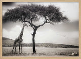Savanna Giants Under Tree