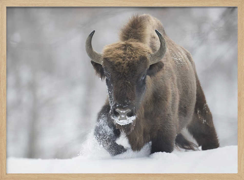Wild Bison In Snow Art Print UK — Landscape Vibrant Wall Art — Living Room — Wall It All Prints