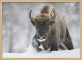 Wild Bison In Snow
