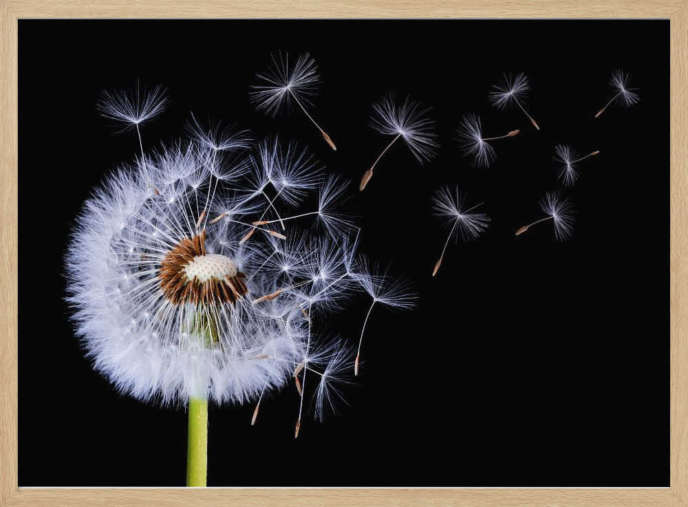 Dandelion Seeds Blowing Art Print UK — Botanical Dark Wall Art — Living Room — Wall It All Prints