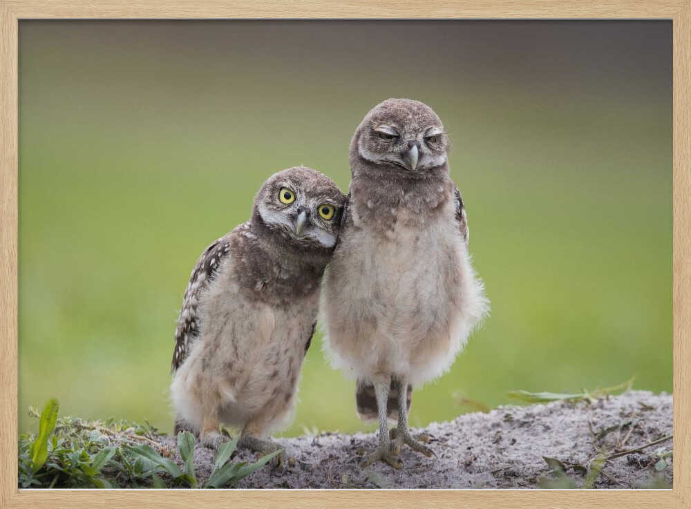 Two Adorable Owlets Art Print UK — Animal Calm Wall Art — Nursery — Wall It All Prints