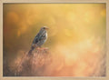 Sparrow In Golden Light