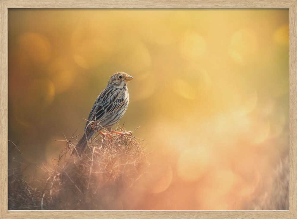 Sparrow In Golden Light Art Print UK — Animal Calm Wall Art — Bathroom — Wall It All Prints