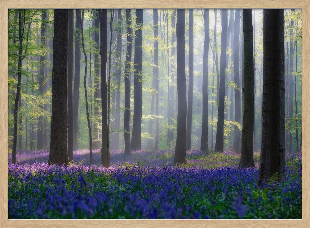 Misty Bluebell Forest Art Print UK — Botanical Vibrant Wall Art — Bedroom — Wall It All Prints