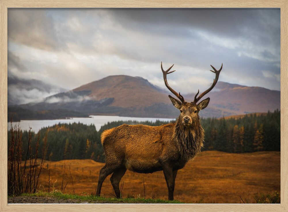 Majestic Highland Stag Art Print UK — Portrait Calm Wall Art — Living Room — Wall It All Prints