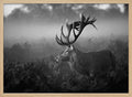 Majestic Stag in Mist