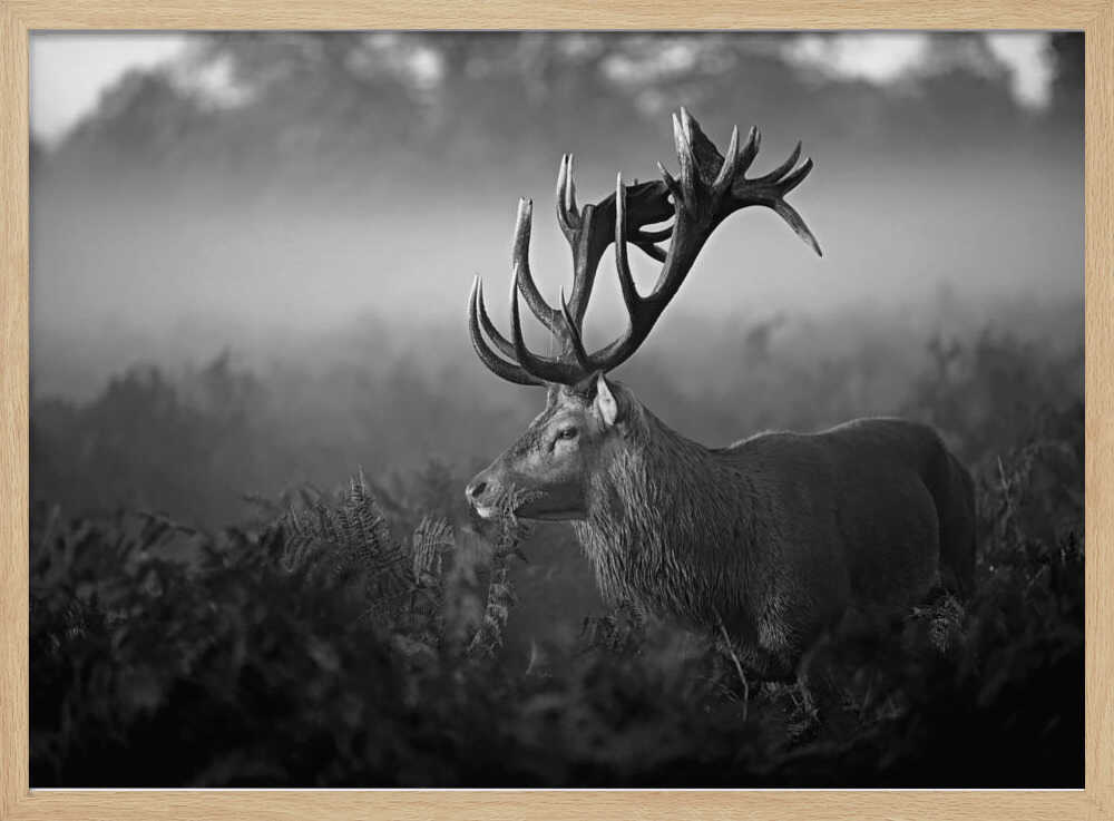 Majestic Stag in Mist Art Print UK — Dark Moody Calm Wall Art — Living Room — Wall It All Prints