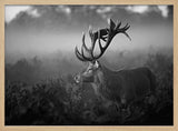 Majestic Stag in Mist