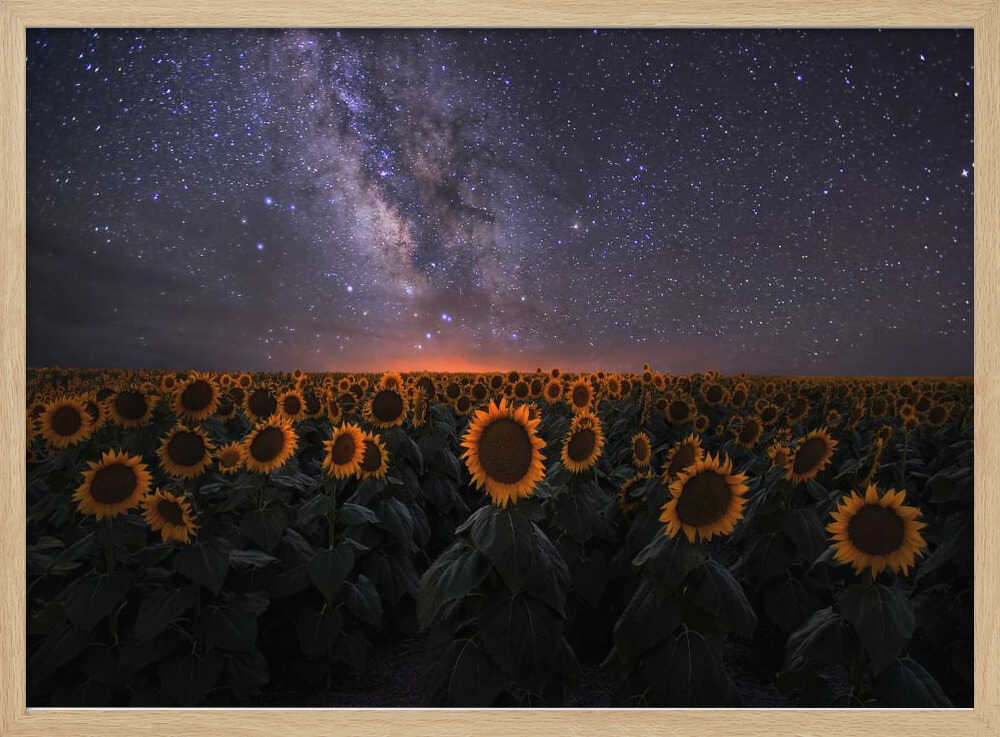 Milky Way Sunflower Field Art Print UK — Botanical Calm Wall Art — Bathroom — Wall It All Prints