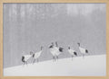 Red-crowned Cranes Snowfall