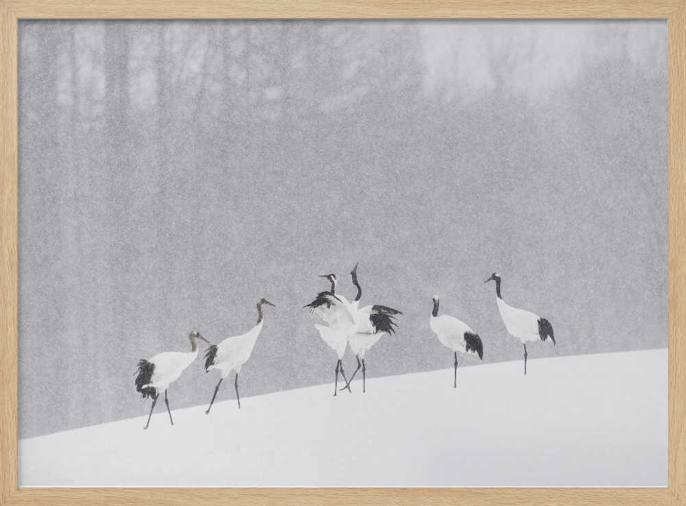 Red-crowned Cranes Snowfall Art Print UK — Japanese Calm Wall Art — Living Room — Wall It All Prints